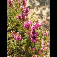 Bruyere couleur de chair - Erica herbacea - Erica Carnea (cv Aurea) (fam Ericacees) (03)